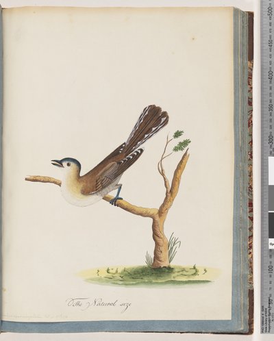 Página 60. Ave não identificada. Turdus cyanocephalus. Tordo-de-cabeça-azul de Unknown artist