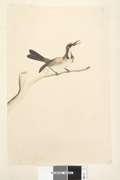 Página 63. Maio. Tamanho natural Tawny Crowned Honeyeater Phylidonyris melanops, 1791-92 de Unknown artist
