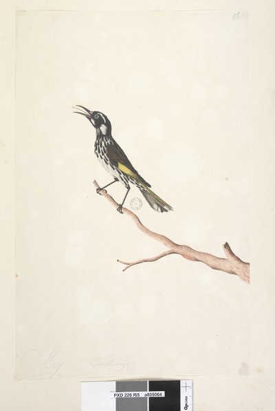 Página 65. Maio, tamanho natural Yellow Winged Nuthatch Meliornis novo, Holanda, 1791-92 de Unknown artist