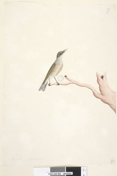 Página 66. Agosto. Tamanho natural cinza, backed Silvereye Zosterops lateralis, 1791-92 de Unknown artist