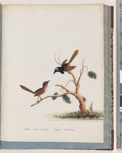 Página 68. Fada de asas vermelhas, carriça, macho e fêmea. Superb Warblers masculinos e femininos de Unknown artist