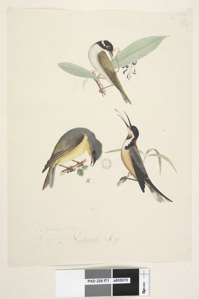 Página 71. 1, 2. Meliphaga. 3., no centro inferior em tamanho natural diferente. Três pássaros são mostrados: 1. White, Naped Honeyeater de Unknown artist