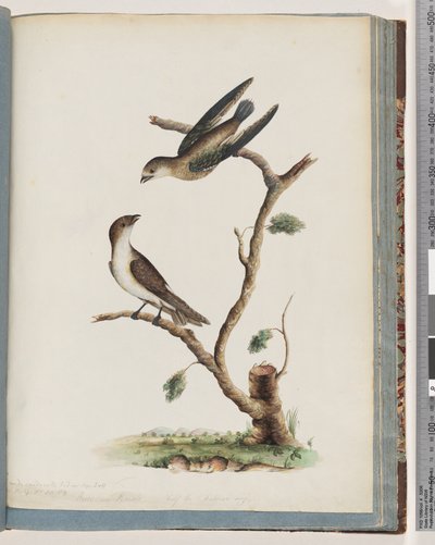 Página 74. Aves não identificadas de Unknown artist