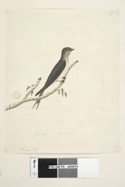 Página 76. Hirundo. no centro inferior em mão diferente Janeiro Tamanho natural Bem-vindo Andorinha Hirundo neoxena, 1791-92 de Unknown artist