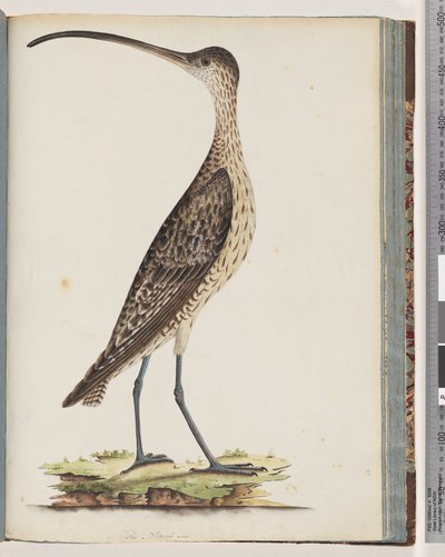 Página 78. Maçarico Oriental de Unknown artist