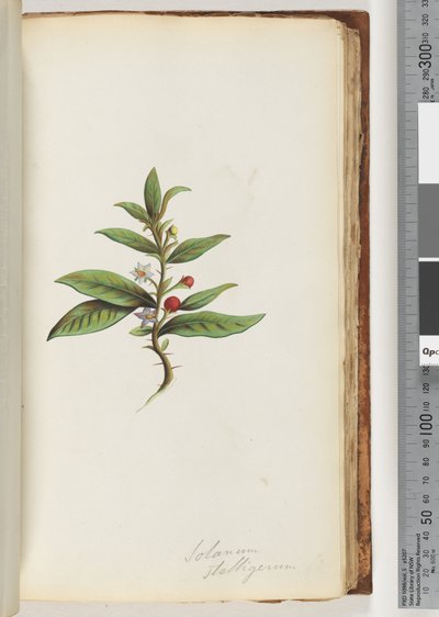 Página 78a. Solanum stelligerum - Star Nightshade de Unknown artist