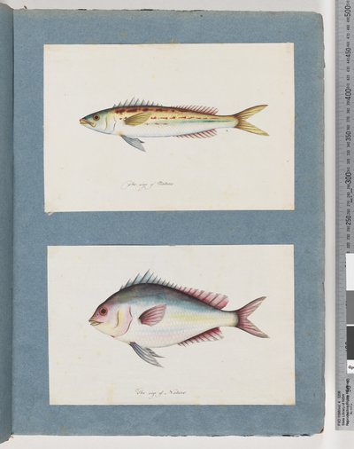 Página 7. Peixes não identificados. 8. Peixes não identificados de Unknown artist