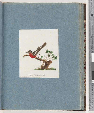 Página 81. Scarlet Robin de Unknown artist