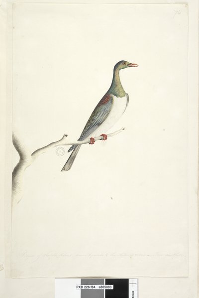 Página 84. Pidgeon da Ilha Norfolk desenhada à escala de 1-2 do tamanho natural. Iris duvidosa Ilha Norfolk Pombo Hemiphaga novaeseelandiae spadicea, 1791-92 de Unknown artist
