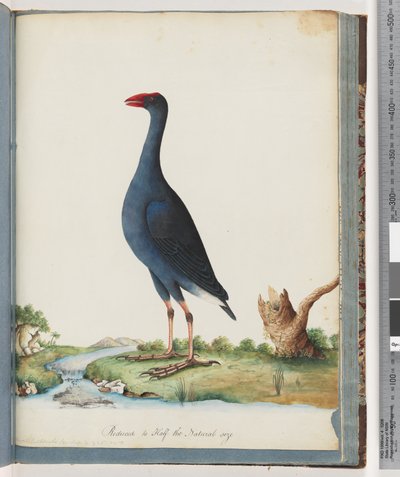 Página 84. Purple Swamphen. Gallinule Roxo de Unknown artist