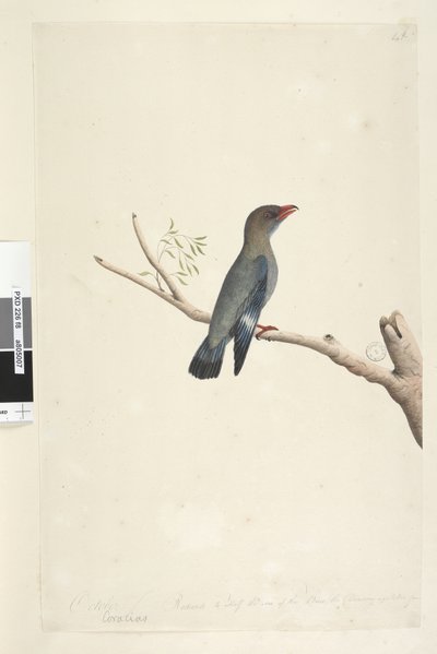 Página 8. Coraciae. ao longo da borda inferior na mão diferente de outubro. Reduzido à metade do tamanho do pássaro, o desenho foi tirado de Dollar, Bird Eurystomus orientalis, 1791-92 de Unknown artist