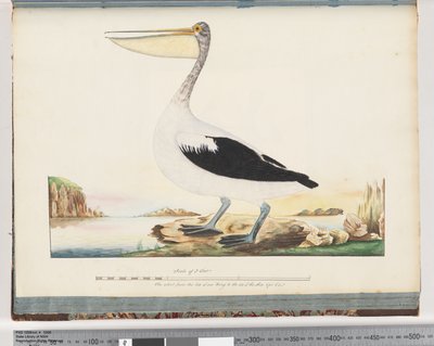 Página 92. Australian Pelican de Unknown artist