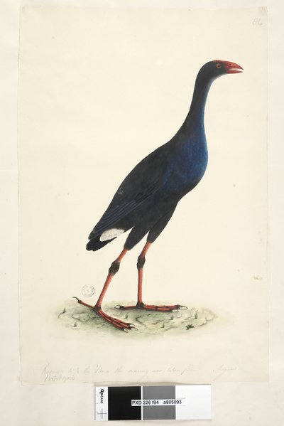Página 94. Porfírio. ao longo da borda inferior em mão diferente Reduzida para 1-2 a ave de onde o desenho foi tirado. Agosto Pântano Oriental Galinha Porphyrio porphyrio Porphyrio melanotus, 1791-92 de Unknown artist