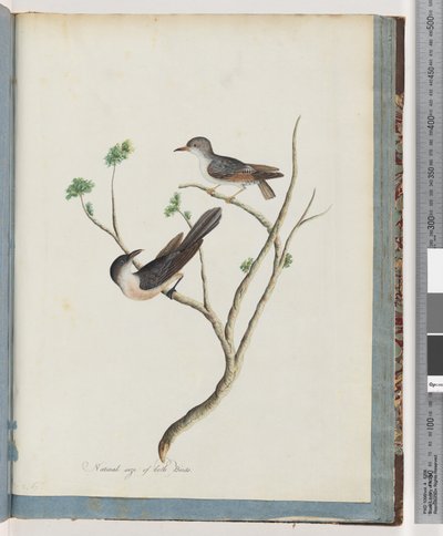 Página 94. Aves não identificadas de Unknown artist