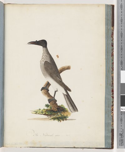 Página 95. Noisy Friarbird. Honeyeater com botão frontal de Unknown artist