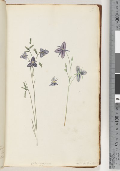 Página 9. Chlamysporum Sal. em Par Lond. Não. 35 de Unknown artist