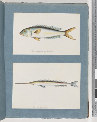 Página 9. Peixes não identificados. 10. Peixe não identificado de Unknown artist