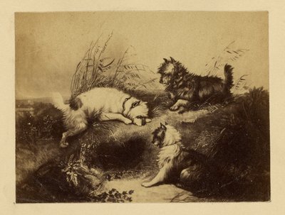 [Pintura de cães de Charles Tomkins]. de Unknown artist