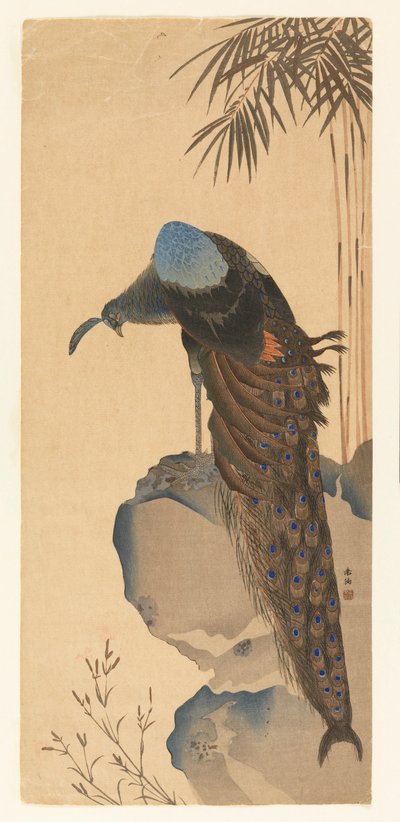Pavoa de Unknown artist