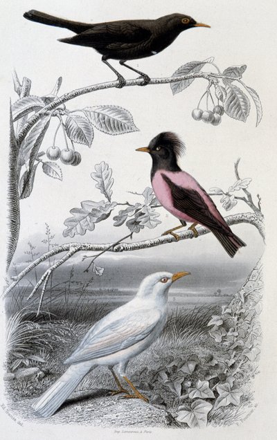 Prato da história natural: Blackbird, whitebird e pinkbird - em "Oeuvres de Buffon", ed. Furne Jouvet & cie, Paris de Unknown artist