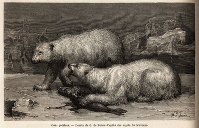 Ursos polares na bolsa de gelo, batendo numa foca que acabaram de apanhar. Gravura para ilustrar a viagem ao mar livre do pólo Ártico, pelo Dr. Hayes, cirurgião da Marinha dos Estados Unidos, em 1860-1862, publicada no "Le tour du monde, nouveau journal de de Unknown artist