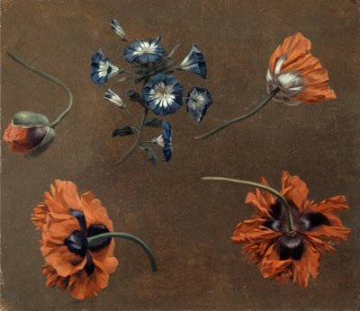 Papoilas e Tradascanthus de Unknown artist