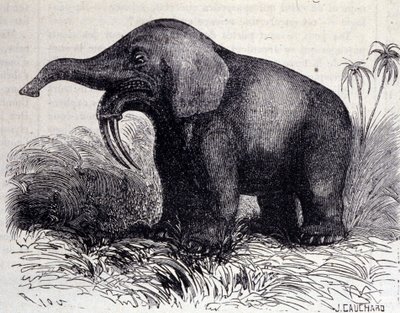 Pré-história: representação de um Dinotério, tipo de paquiderme. de Unknown artist