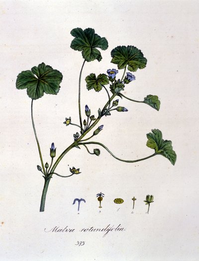Roxo: erva cuja infusão tem efeitos calmantes. de Unknown artist