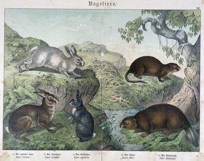 Coelho, castor - em "História Natural dos Mamíferos", ed. Schreiber de Unknown artist
