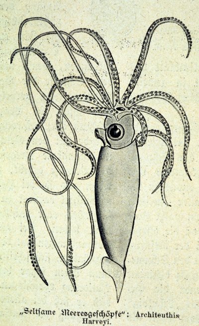 Representação de um Architeuthis Harveyi, lula gigante. de Unknown artist
