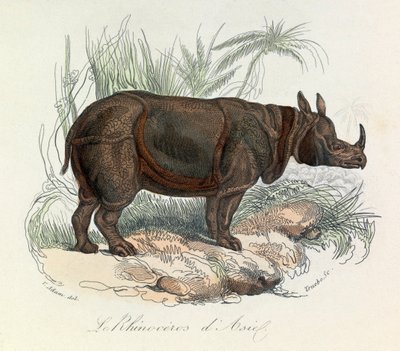 Rinoceronte asiático classificado segundo a nomenclatura de Linneene e Cuvier (gravura) de Unknown artist