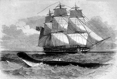 Monstro marinho: aparecimento de uma cobra marinha na estrada fregate da Daedalus em 1848. Gravura do século XIX. de Unknown artist