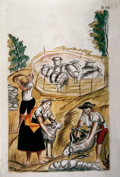 Tosquia de ovelhas, do livro "Trujillo del Peru" ou "Códice Martínez Compañón", de Baltazar Martinez Compañón y Bujanda, bispo de Trujillo (1782-1785) de Unknown artist