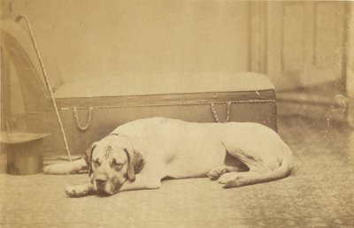 [Cão adormecido]. de Unknown artist