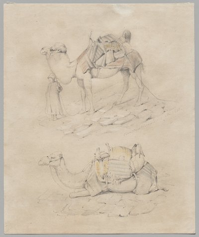 Estudo de camelos de Unknown artist