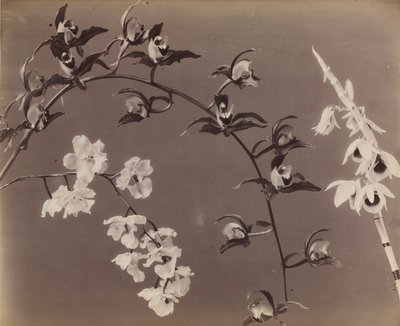 Estudo de orquídeas de Unknown artist