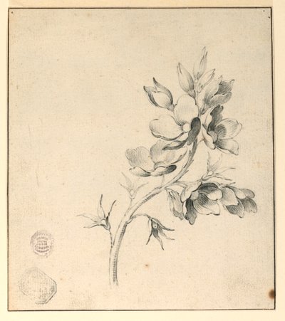 Estudo de um ramo de rosas selvagens de Unknown artist