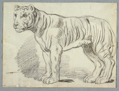 Estudo de um tigre de Unknown artist
