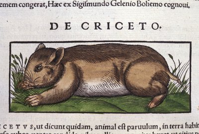 O Hamster em Historia Animalium por Conrad Gesner (1516 - 1565), Tiguri de Unknown artist