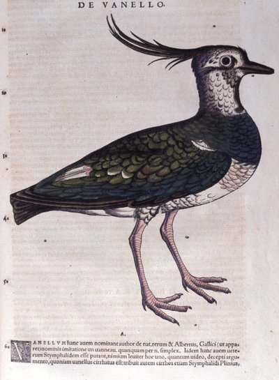 O abibe em Historia Animalium por Conrad Gesner (1516 - 1565), Tiguri de Unknown artist