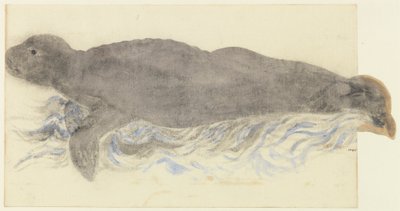 O Monge-Seal-Monachus monachus de Unknown artist
