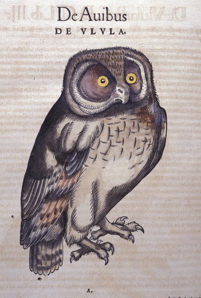 A Coruja em Historia Animalium por Conrad Gesner (1516 - 1565), Tiguri de Unknown artist