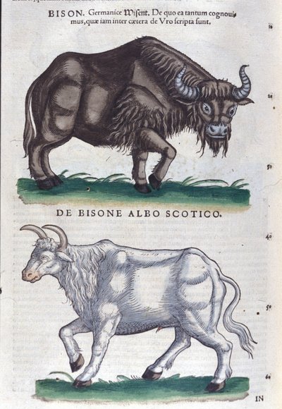 O bisonte e o bisonte branco de Historiae animalium por Konrad Gesner, Tiguri de Unknown artist