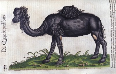 O camelo de Historiae animalium por Konrad Gesner, Tiguri de Unknown artist