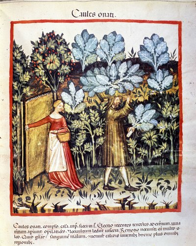 A cultura da couve floresce em uma horta. Iluminação a partir da ordenha de medicamentos e dietética "Tacuinum sanitatis". de Unknown artist