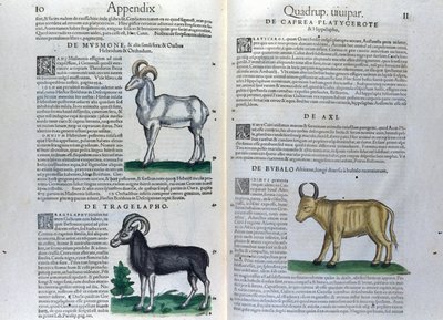 A página dupla dos quadrúpedes em Historia Animalium de Conrad Gesner (1516 - 1565), Tiguri de Unknown artist