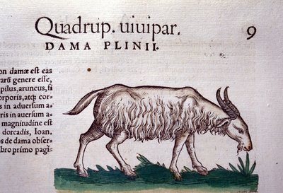 O bode depois de Historiae animalium por Konrad Gesner, Tiguri de Unknown artist