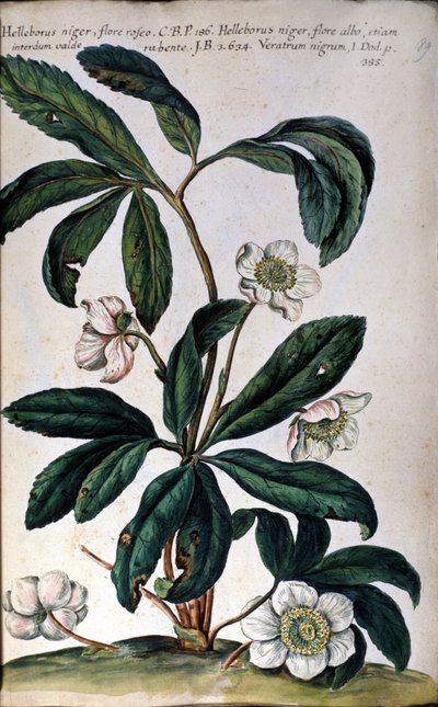 O hellebore ou hellebore preto, também chamado de rosa de Natal. Século XVIII de Unknown artist