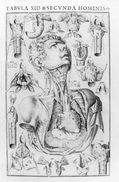 O órgão da voz do homem depois de Giovanni Casseri "De vocis auditusque oganis historia anatomica", Ferrara 1601. de Unknown artist