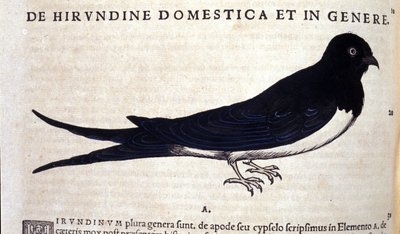 A andorinha depois de Historiae animalium por Konrad Gesner, Tiguri de Unknown artist